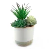 Dipped Ceramic Pot With Plant - Green -Green Decor Hub Sales Store 12833692 1344872070198494
