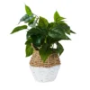 Plant In Two Tone Basket - White & Natural -Green Decor Hub Sales Store 12833704 1754831603452417