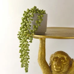 House Beautiful String Of Pearls In Ceramic Pot -Green Decor Hub Sales Store 12890040 3924857412833165