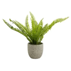 Maidenhair Fern In Ceramic Pot -Green Decor Hub Sales Store 12890042 1544868121170856