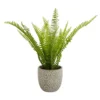 Maidenhair Fern In Ceramic Pot -Green Decor Hub Sales Store 12890042 9354868121093234