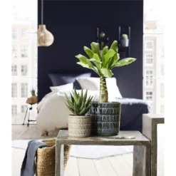 Scheurich Elna Yellow Ceramic Pot - 14cm -Green Decor Hub Sales Store 12912153 1474845868041825