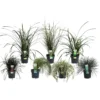 Grass Mix 14cm 2 Grass Mix 14cm -Green Decor Hub Sales Store 12940278 1445033080698114