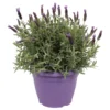 Lavandula Stoechas In Purple Bowl -Green Decor Hub Sales Store 12961010 1255031760941987