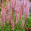 Salvia Caradonna Pink 2L
