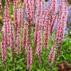 Salvia Caradonna Pink 2L