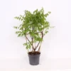 Wisteria Frutescens Amethyst Falls 19cm Trellis 2 Wisteria Frutescens Amethyst Falls 19cm Trellis -Green Decor Hub Sales Store 12966436 1735047258973235