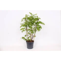 Wisteria Frutescens Amethyst Falls 24cm Large Trellis 7 Wisteria Frutescens Amethyst Falls 24cm Large Trellis -Green Decor Hub Sales Store 12967345 1125031762133575