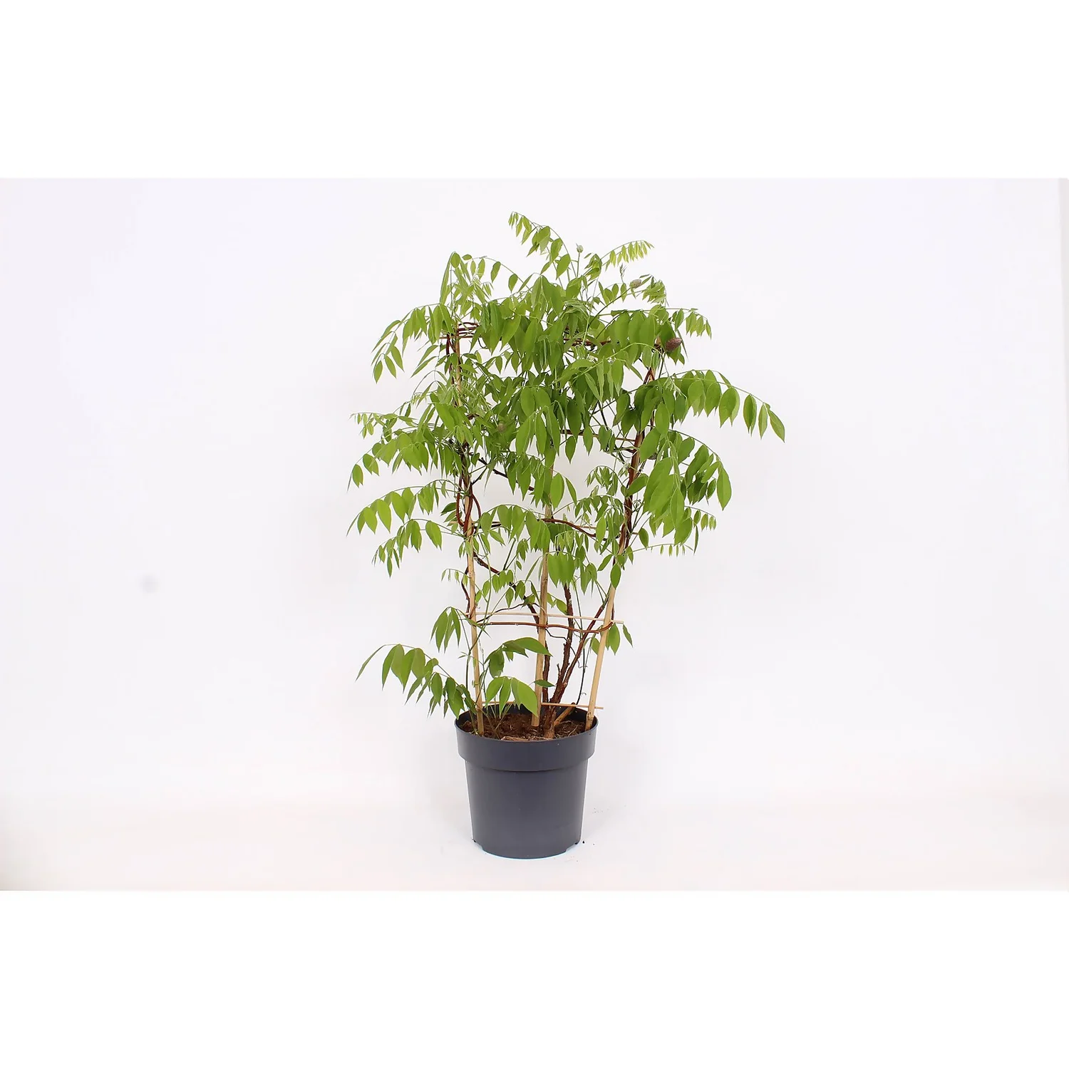 Wisteria Frutescens Amethyst Falls 24cm Large Trellis 5 Wisteria Frutescens Amethyst Falls 24cm Large Trellis - Image 3
