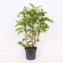 Wisteria Frutescens Amethyst Falls 24cm Large Trellis