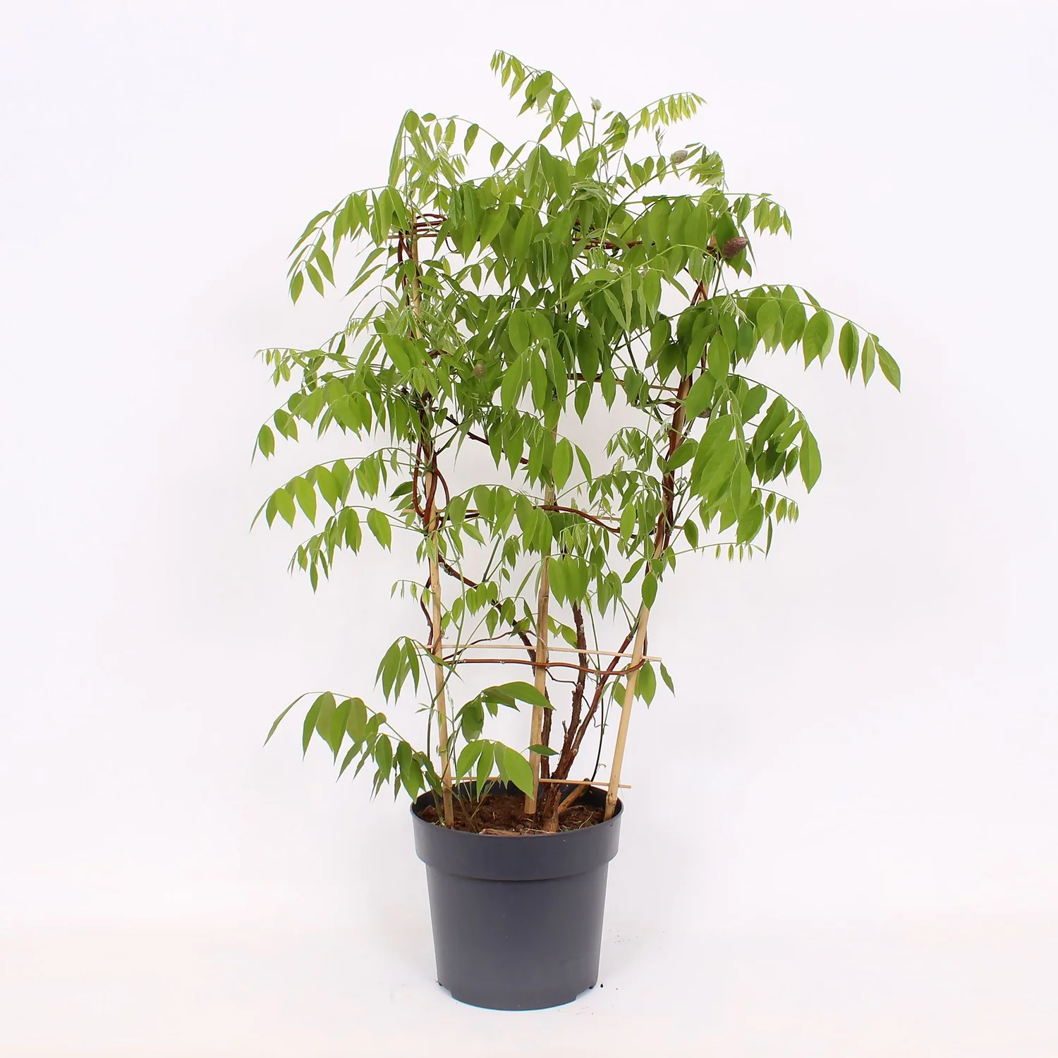 Wisteria Frutescens Amethyst Falls 24cm Large Trellis 3 Wisteria Frutescens Amethyst Falls 24cm Large Trellis