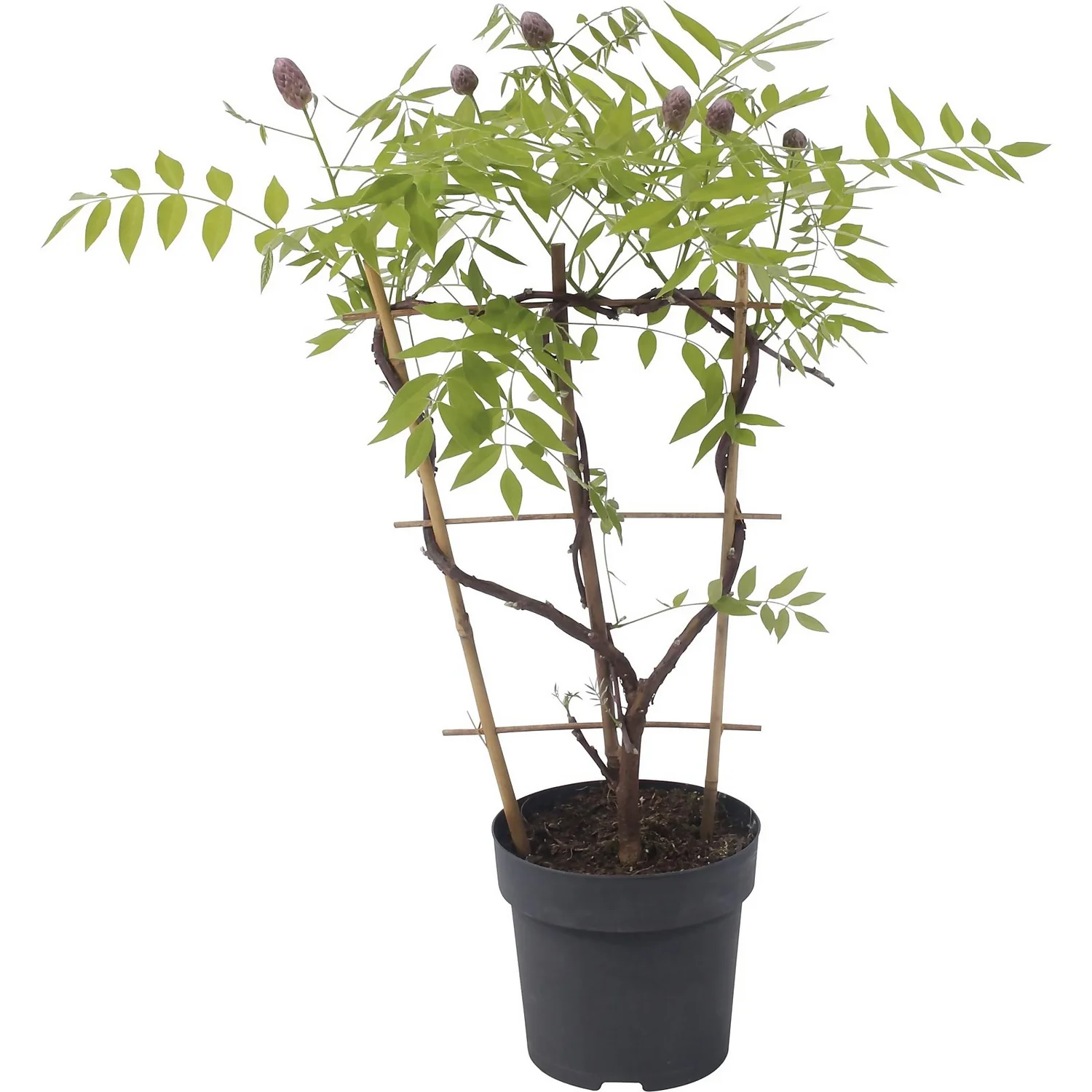 Wisteria Frutescens Amethyst Falls 24cm Large Trellis 4 Wisteria Frutescens Amethyst Falls 24cm Large Trellis - Image 2