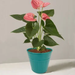 Ribbed Planter (3 Colour Mix) - 12cm -Green Decor Hub Sales Store 13193954 1834933504168194