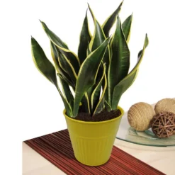 Ribbed Planter (3 Colour Mix) - 12cm -Green Decor Hub Sales Store 13193954 2864933504188960