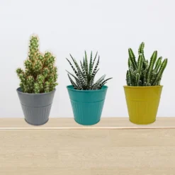 Ribbed Planter (3 Colour Mix) - 12cm -Green Decor Hub Sales Store 13193954 6434933504042227