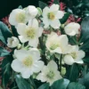Helleborus Niger Christmas Carol 12cm 1 Helleborus Niger Christmas Carol 12cm -Green Decor Hub Sales Store 13301636 1624893275976621