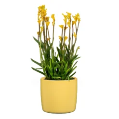 Yellow Solare Plant Pot - 15cm -Green Decor Hub Sales Store 13432909 1104914559278423