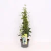 Trachelospermum Jasminoides White Wings 19cm 4-Cane 60cm -Green Decor Hub Sales Store 13451046 4165047258907814