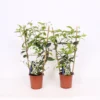 Trachelospermum Jasminoides 12cm Trellis -Green Decor Hub Sales Store 13499876 1885047258956294