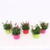 Dianthus Oscar Mix 10.5cm -Green Decor Hub Sales Store 13515361 2025047259004720