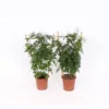 Jasmine Polyanthum 12cm Trellis -Green Decor Hub Sales Store 13515363 1725047258978098