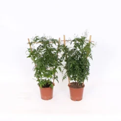 Jasmine Polyanthum 12cm Trellis