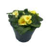 Ibiza Coloured Pot 21cm Primrose Spring -Green Decor Hub Sales Store 13515395 9235029448337795