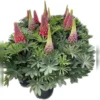 West Country Lupins Mix 5L -Green Decor Hub Sales Store 13515400 1065053229762916