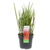 Grass Imperata Red Baron 19cm -Green Decor Hub Sales Store 13643008 1455047258866060
