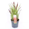 Grass Imperata Red Baron 14cm 1 Grass Imperata Red Baron 14cm -Green Decor Hub Sales Store 13643012 1155047258857480