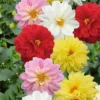 Dahlia Dahlietta Mix 1L -Green Decor Hub Sales Store 13809749 2024964324534394