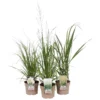 Grass Mix 19cm -Green Decor Hub Sales Store 13898056 2055030722979910