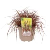 Grass Uncinia Everflame 19cm -Green Decor Hub Sales Store 13898096 8135030722147806