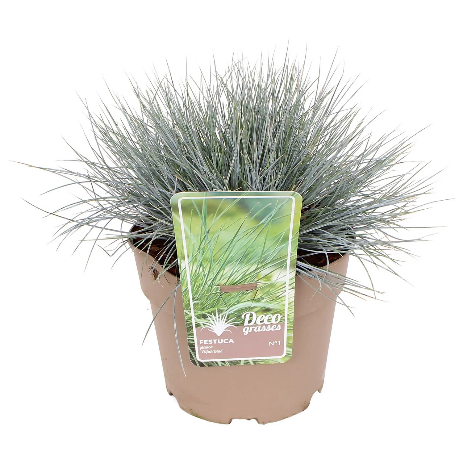 Grass Festuca Glauca Elijah Blue 19cm (Blue Fescue) 3 Grass Festuca Glauca Elijah Blue 19cm (Blue Fescue)