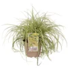 Grass Carex Evergold 19cm 1 Grass Carex Evergold 19cm -Green Decor Hub Sales Store 13898125 2165030741534250
