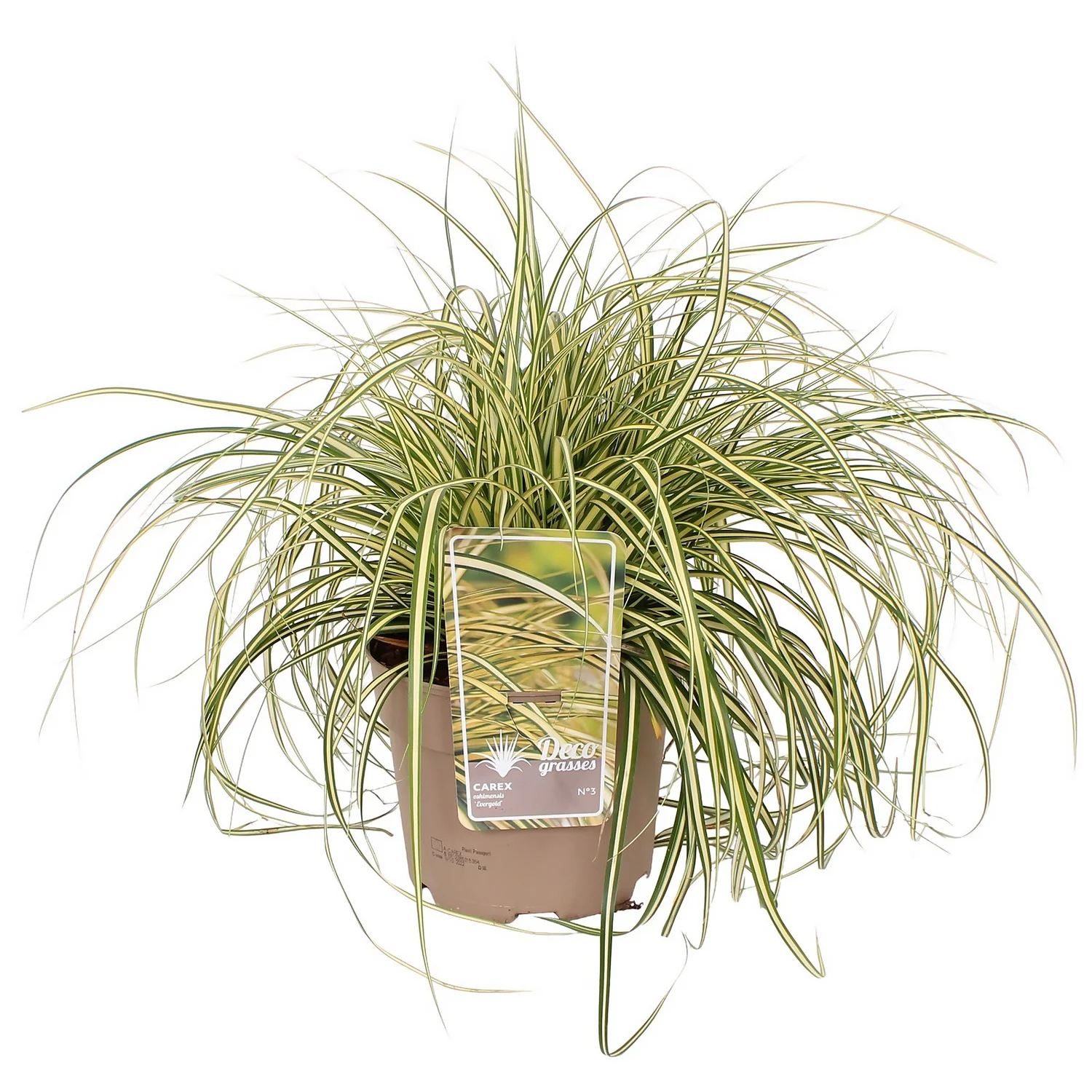 Grass Carex Evergold 19cm 3 Grass Carex Evergold 19cm
