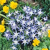 Chionodoxa Luciliea Mix 1L -Green Decor Hub Sales Store 13947896 1185025552628677