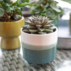 Two Tone Ombre Indoor Plant Pot - 12cm -Green Decor Hub Sales Store 14197407 1005024191386699