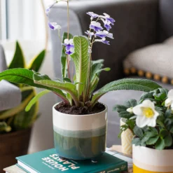 Two Tone Ombre Indoor Plant Pot - 12cm -Green Decor Hub Sales Store 14197407 2875024191340553