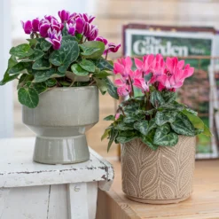 Crackle Leaf Indoor Plant Pot - 12cm -Green Decor Hub Sales Store 14197410 1345024191550610