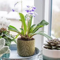 Crackle Leaf Indoor Plant Pot - 12cm -Green Decor Hub Sales Store 14197410 8095024191499877