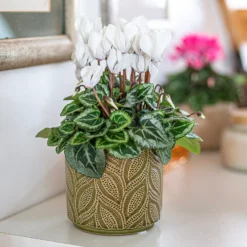 Crackle Leaf Indoor Plant Pot - 12cm -Green Decor Hub Sales Store 14197410 9825024191346259