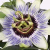 Passiflora Mix 17cm Pyramid 60cm -Green Decor Hub Sales Store 14218257 7755037139798818