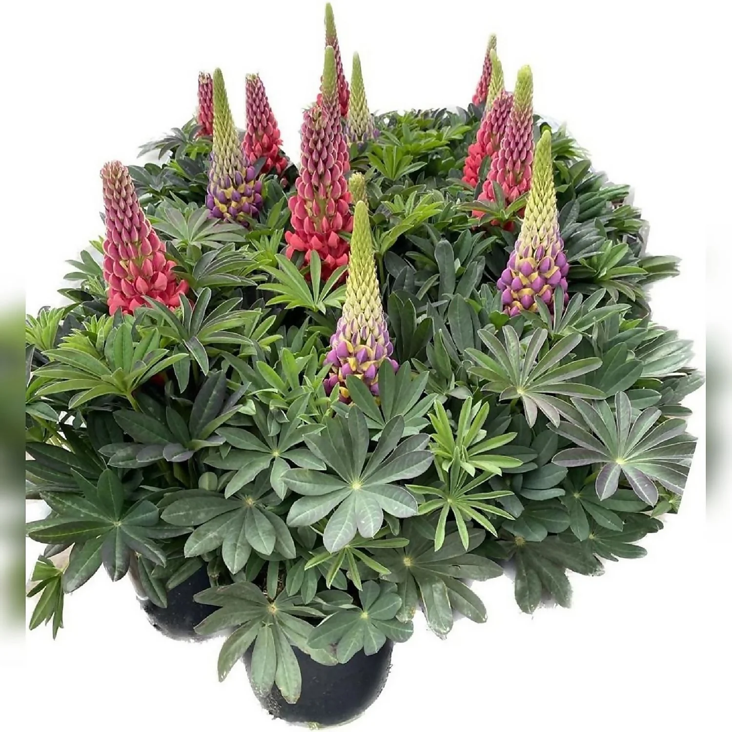 West Country Lupins Mix 23cm 3 West Country Lupins Mix 23cm